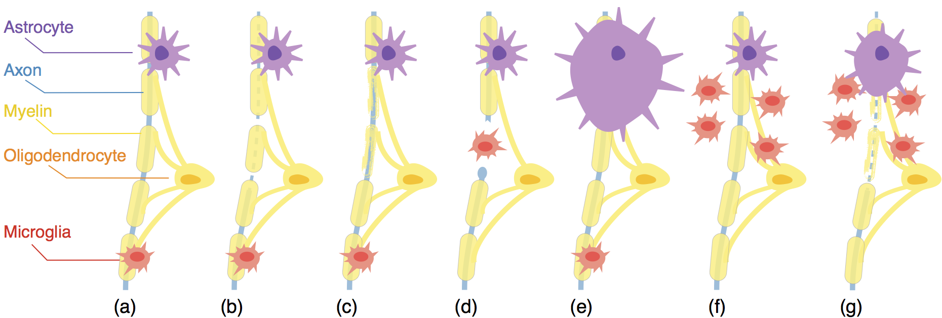 Imaging the Brain Microstructure